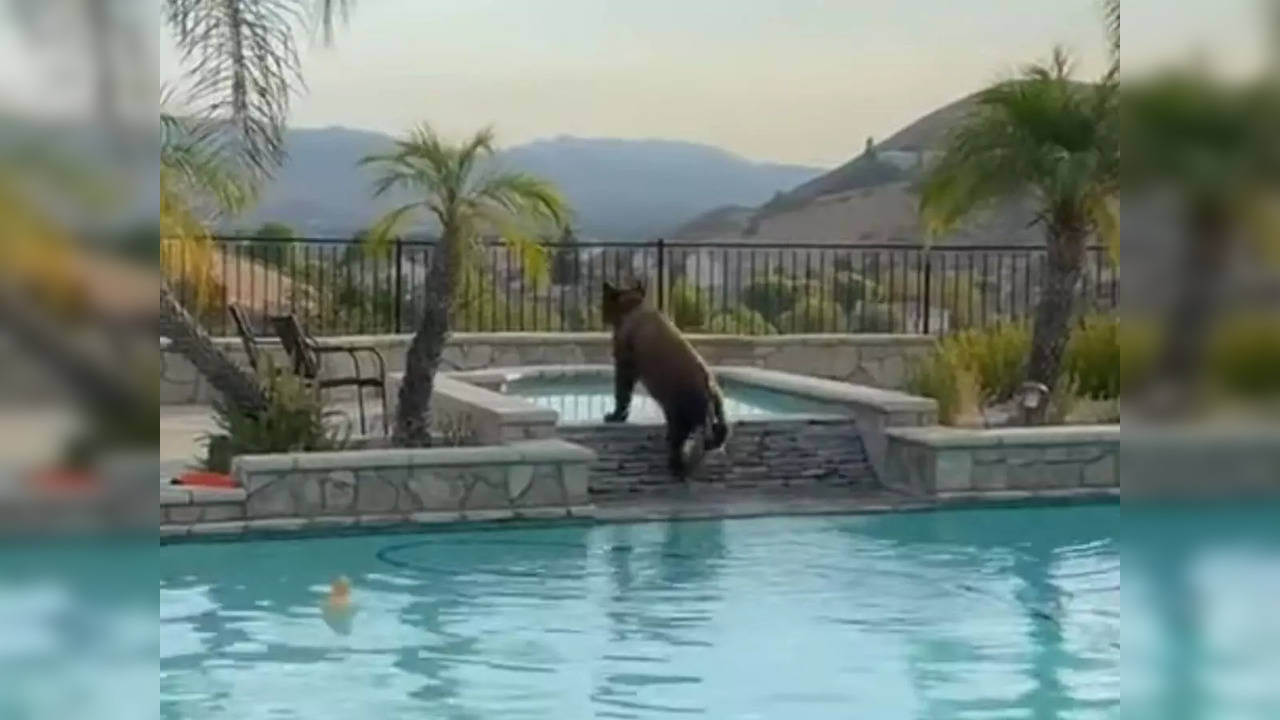 California man captures bear swimming his backyard pool in Simi Valley