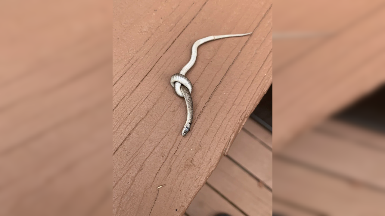 Can snakes tie themselves up in a knot? Photo of a serpent on a porch