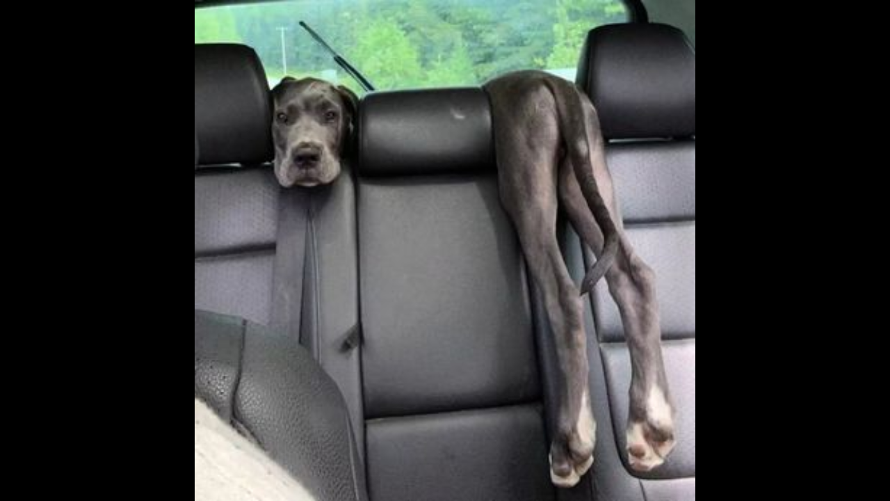 Dog's hilarious way of lying in car leaves people in splits