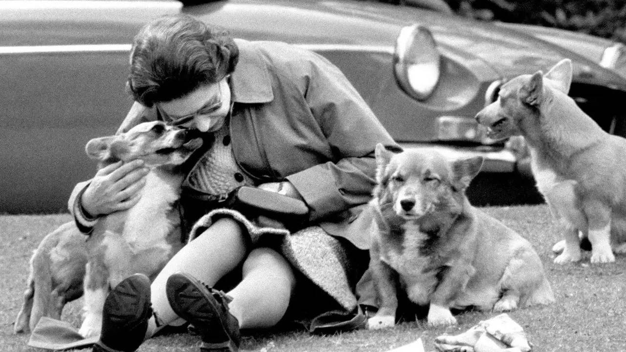 queens with corgis photo AP image 1970s