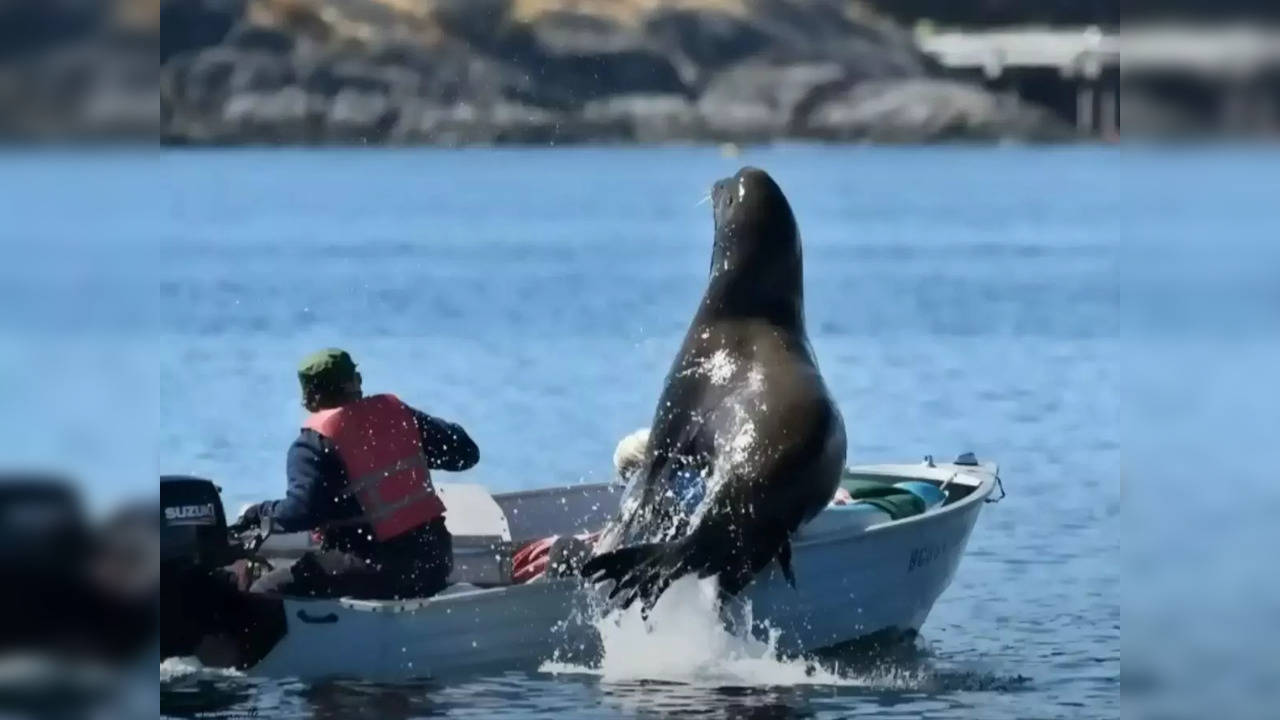 800-pound sea lion jumps onto boat in bid to escape killer whales