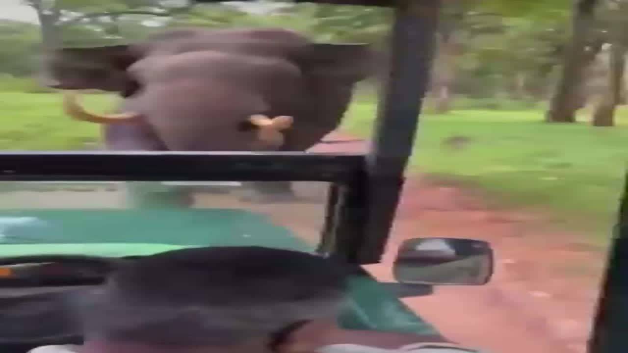 Viral video: Elephant charges at safari Jeep in Nagarhole National Park,  driver reverses the entire distance