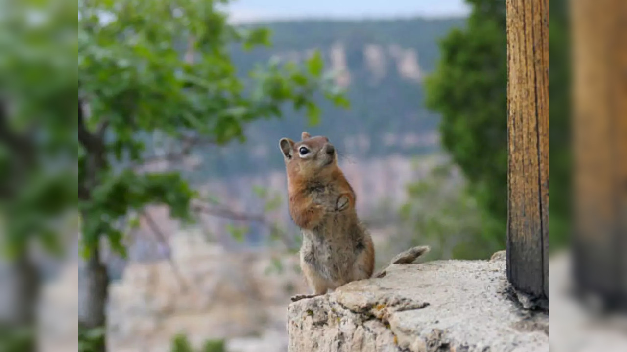 Squirrel knocks out power of 14,000 customers in Virginia, USA