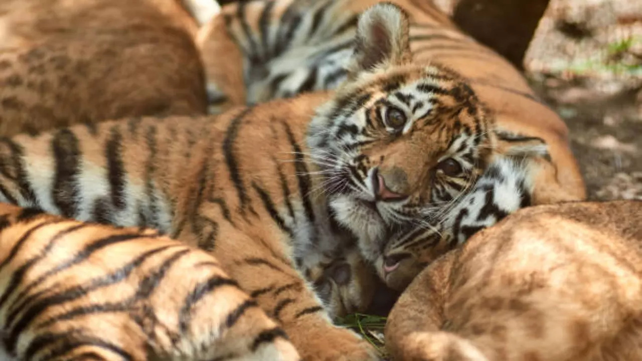 tiger cub tigers big cat