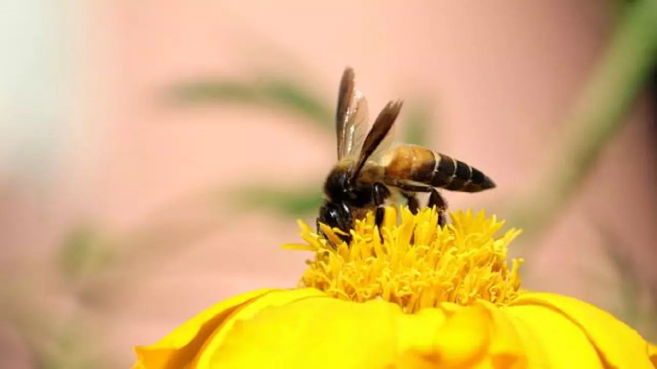 istockphoto-honey bee