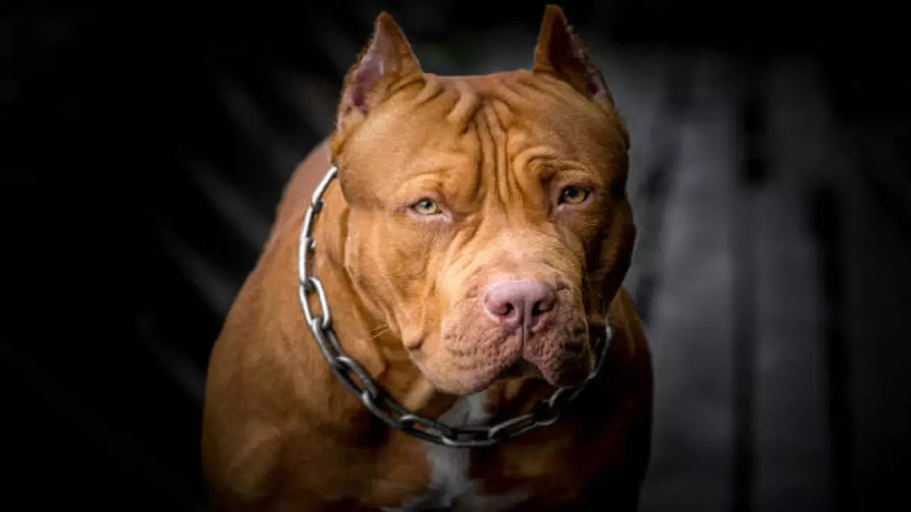 istockphoto-pitbull