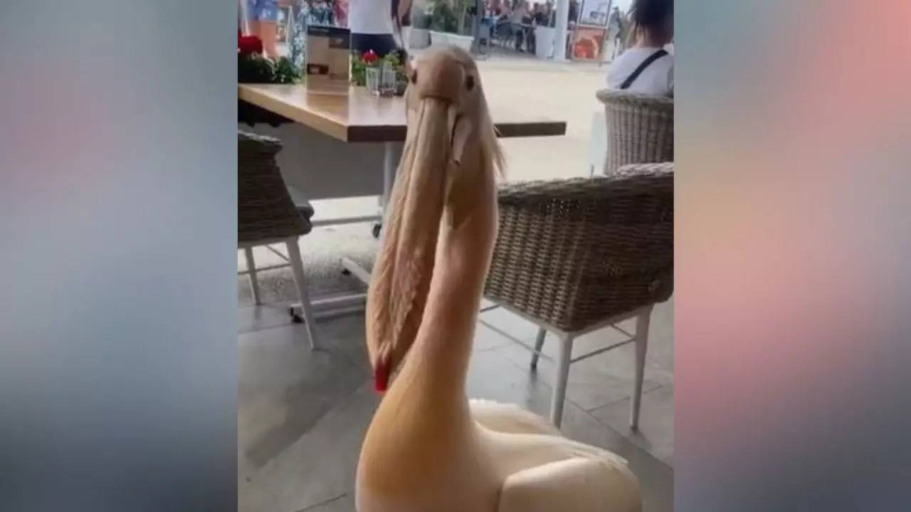 Pelican walking in a restaurant