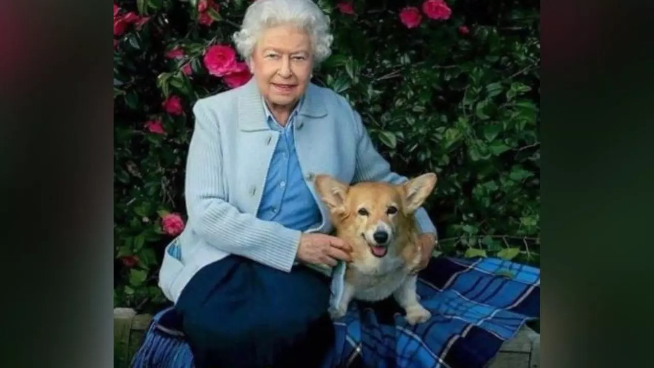 The Queen's dogs