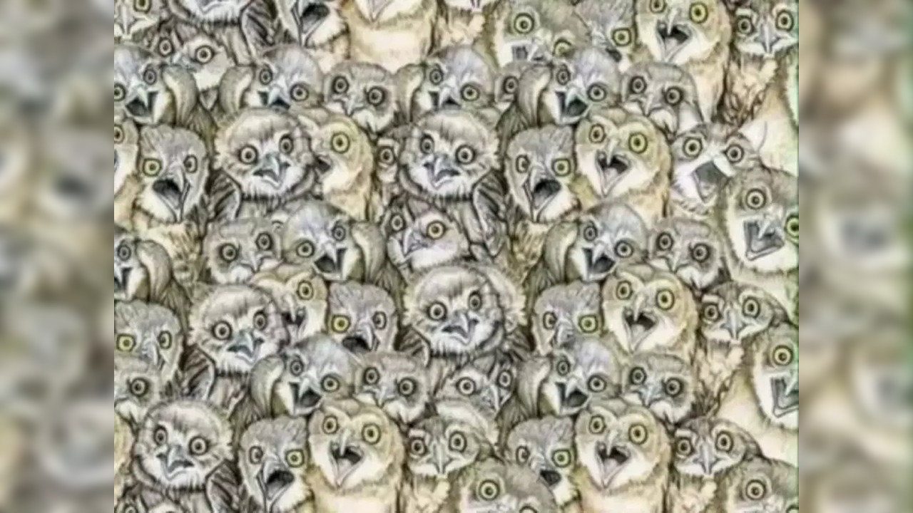 Disguise master cat hides among owls in optical illusion