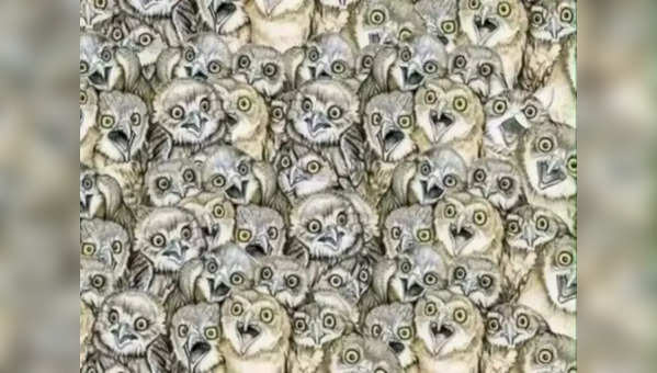 Optical Illusion Can You Find The Cat That Doesnt Give A Hoot Hidden Among These Owls In 9