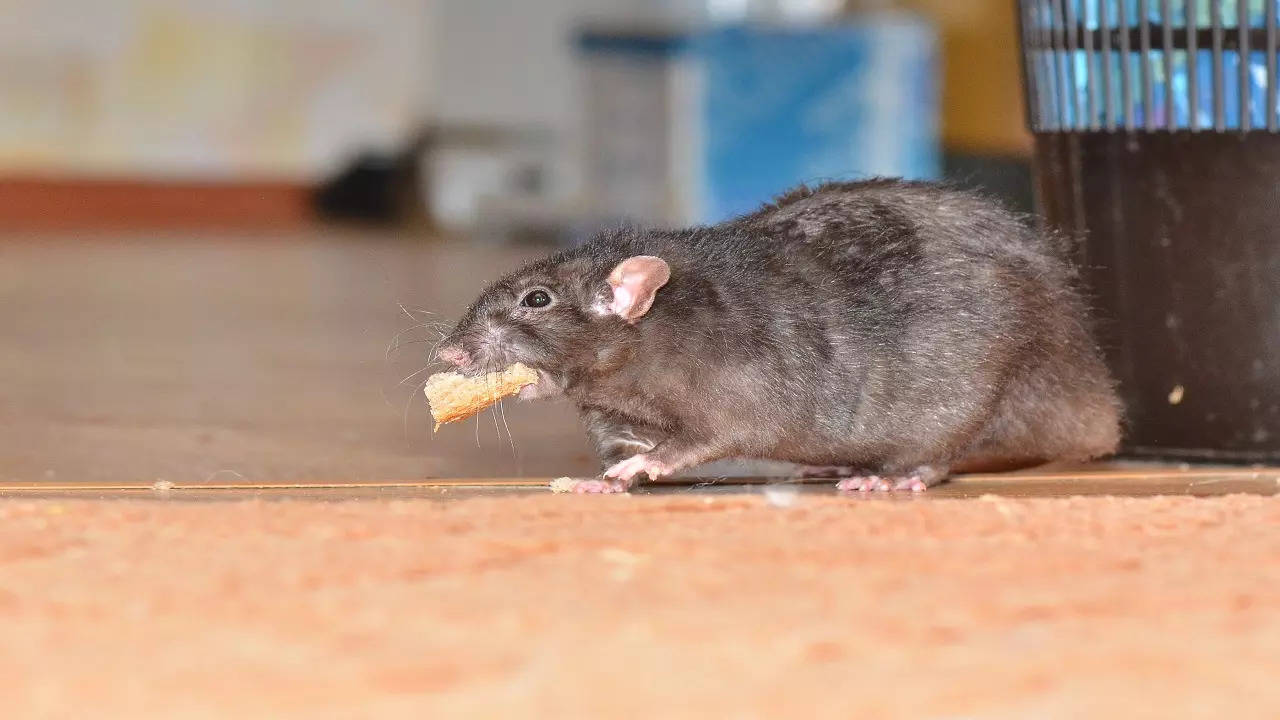 rat