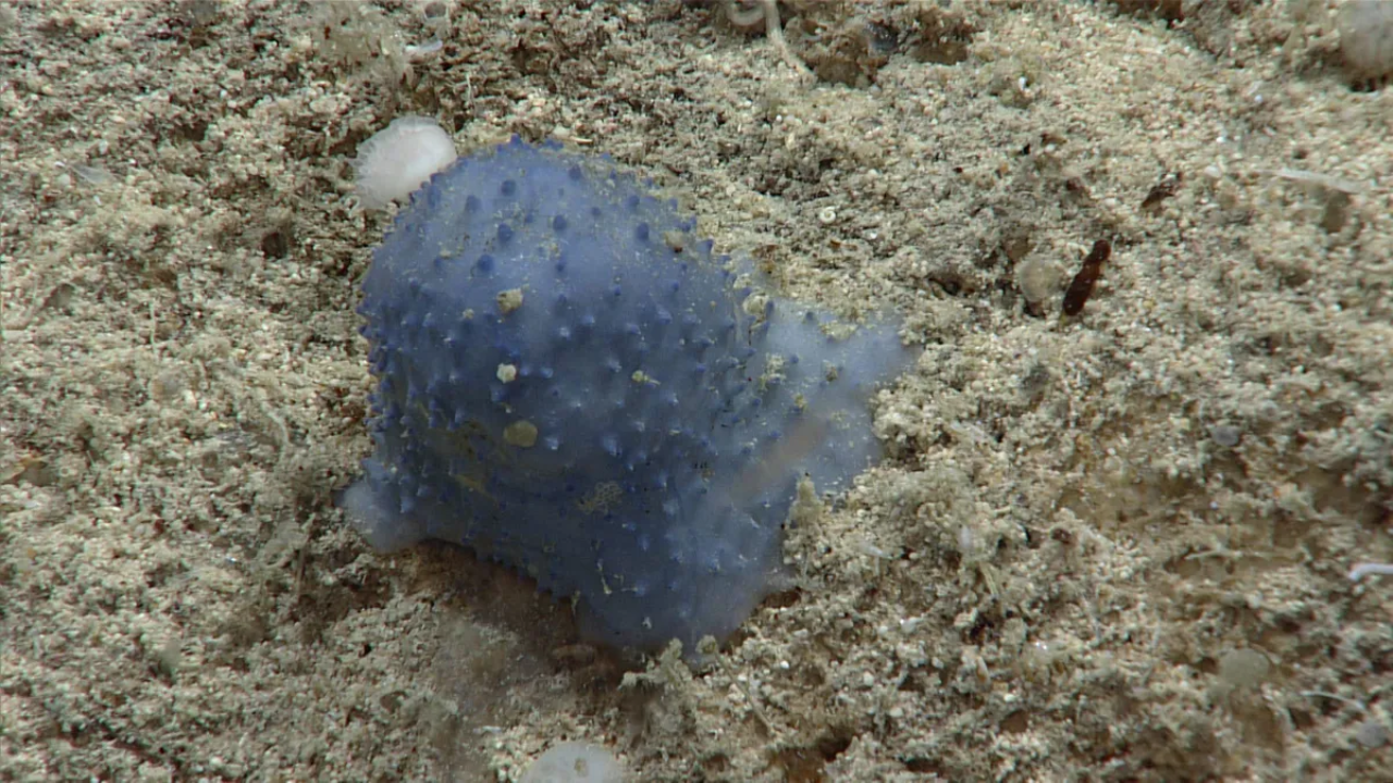 Mysterious 'blue goo' sea creature found in Caribbean baffles scientists