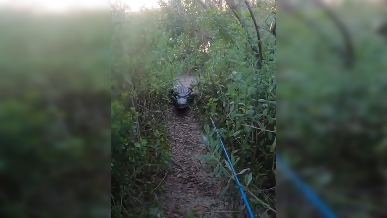 Marsh land encounter