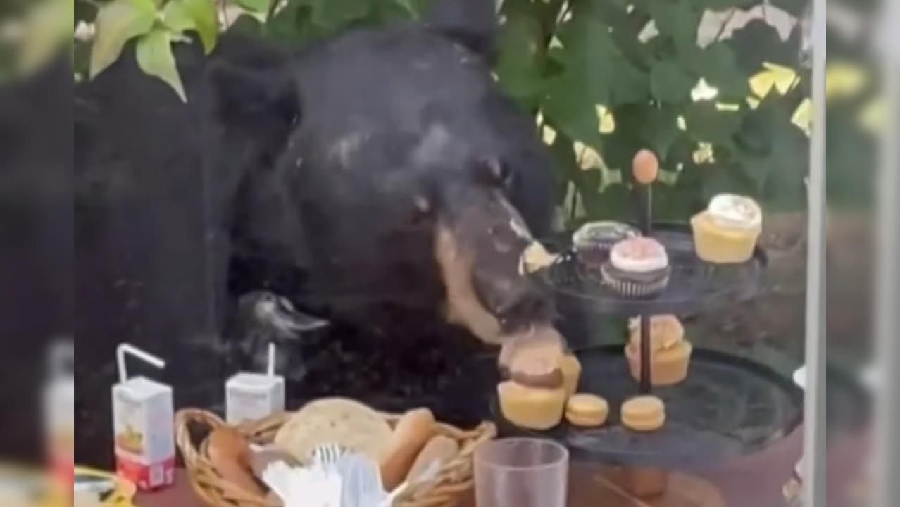 Bear crashes birthday party