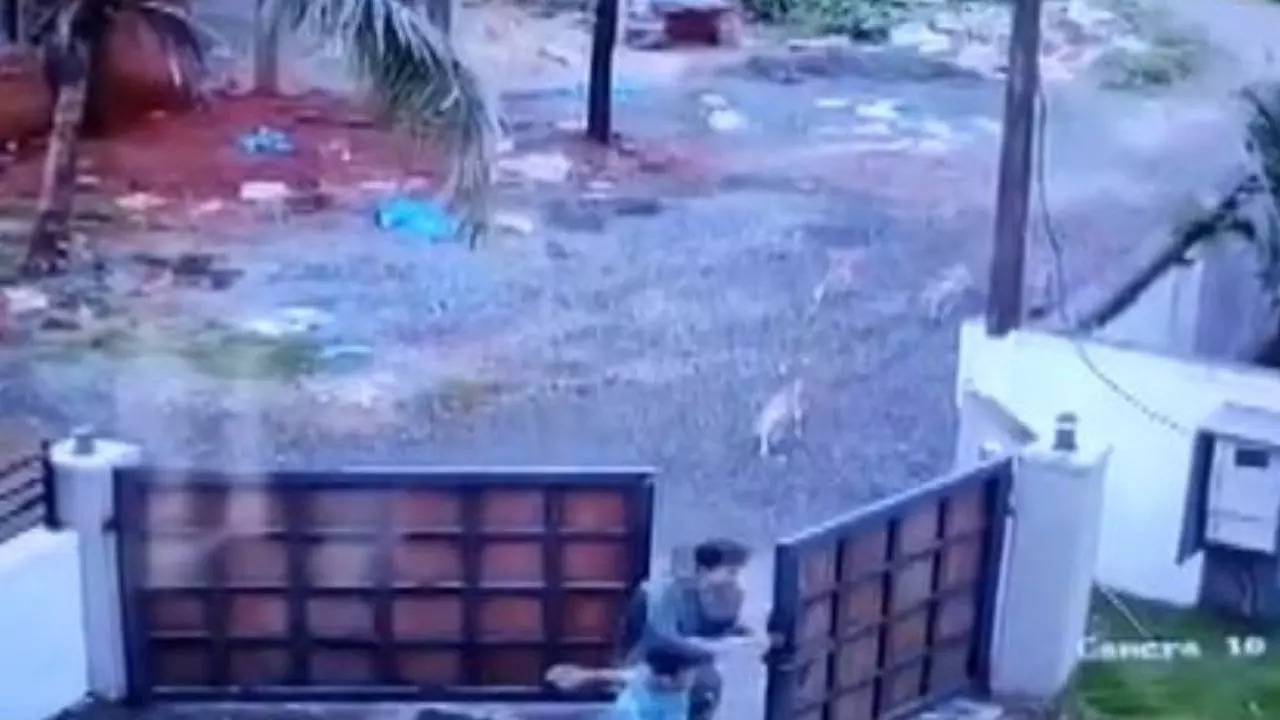 Children escape dogs