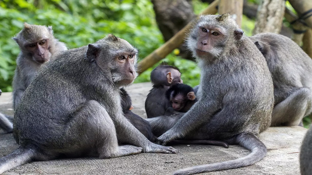 UP: 5-year-old boy dies after troop of monkeys attack him while playing ...