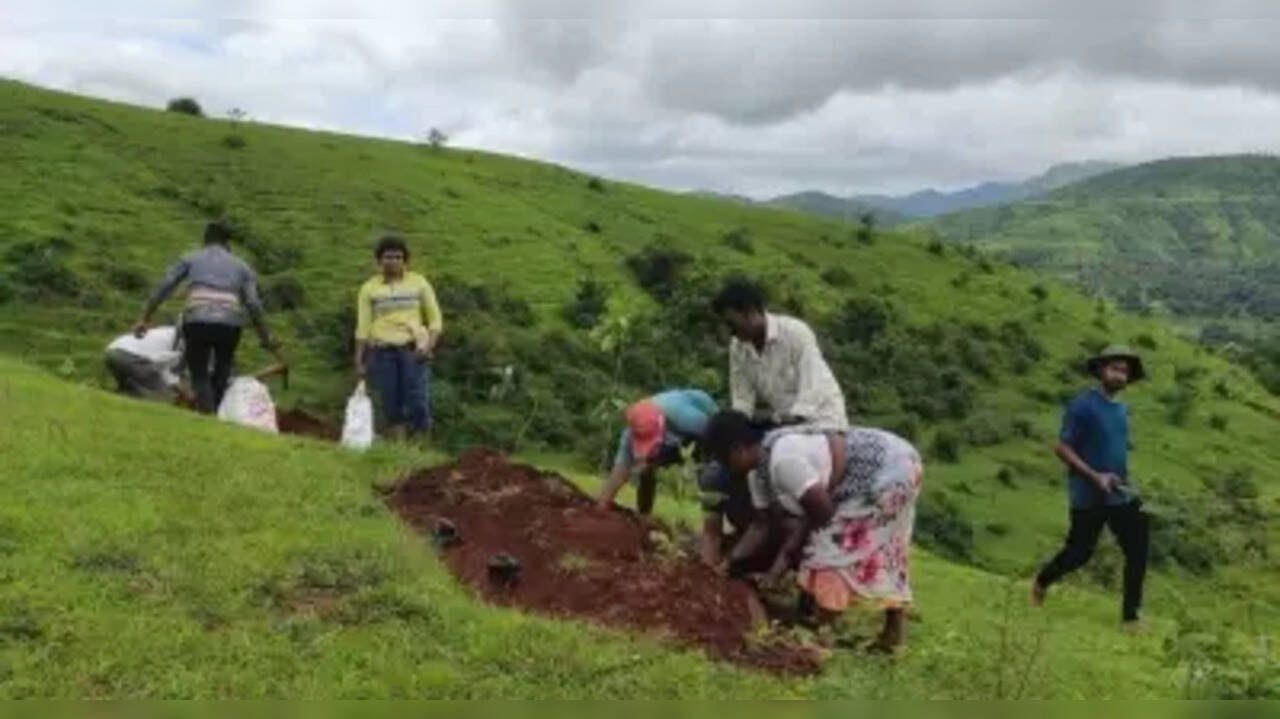 Hirpodi village afforestation