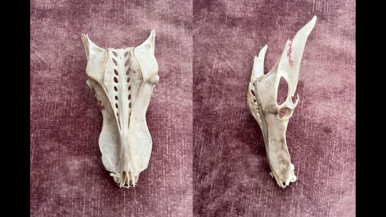 Mysterious 'dragon skull' found in sand on UK beach