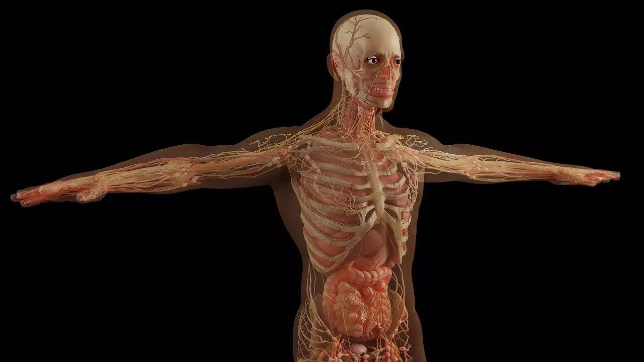 anatomy-human body for research