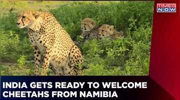 L'Inde se prépare à accueillir 8 guépards du parc national namibien de Kuno pour être leur maison - News 24