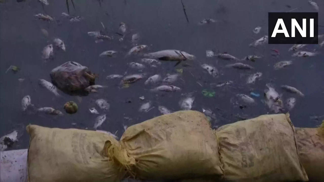 Halalur Lake volunteers claim that the lake is basically meant for carrying rainwater but toxic sewage is being released into the water body.