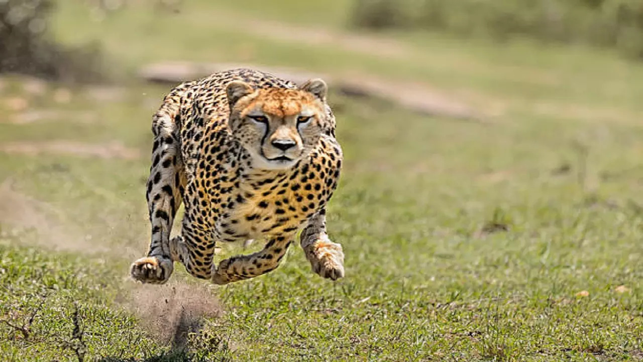 istockphoto-cheetah