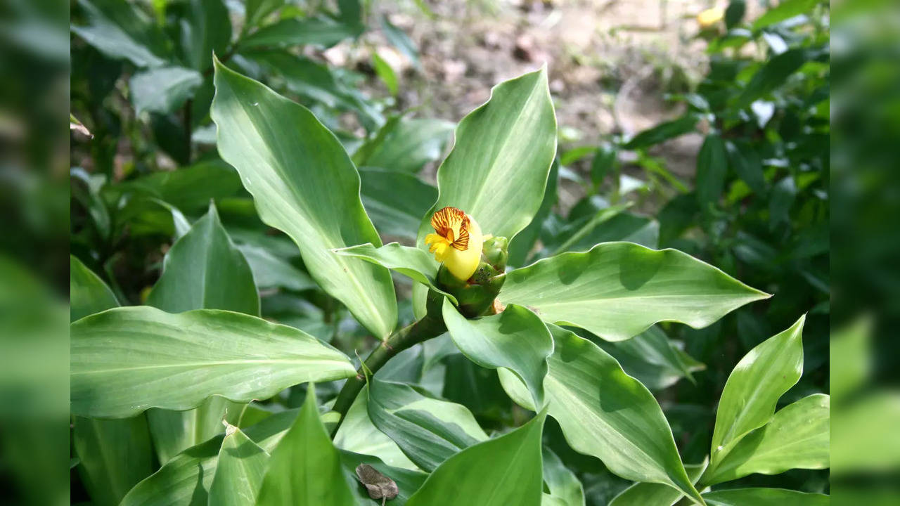 diabetes-chew-leaves-of-the-insulin-plant-to-control-blood-sugar