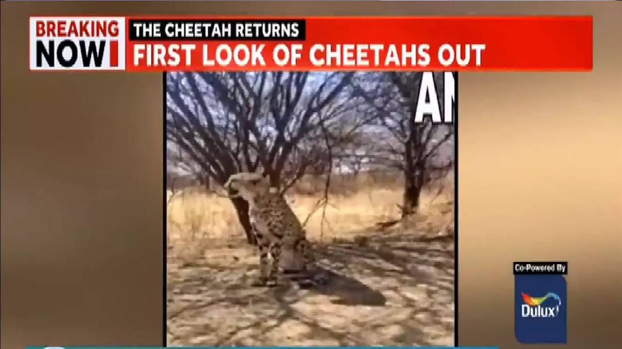 The Cheethas were declared extinct in India in 1952.