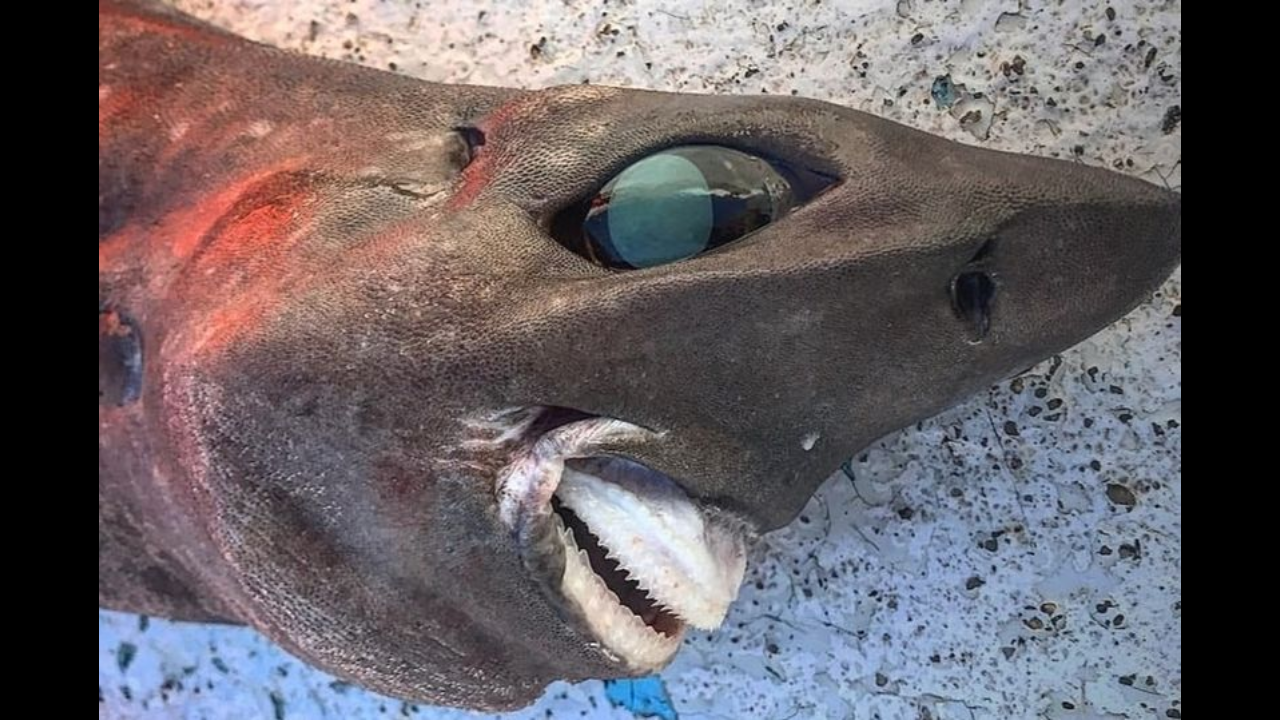 'Stuff of nightmares!' Deep sea shark with bulging eyes and bizarre