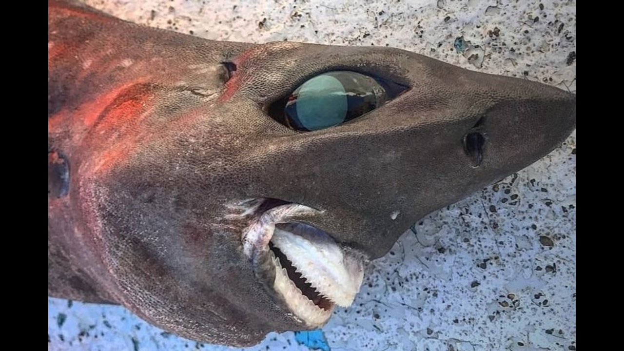 Deep sea shark with bulging eyes and bizarre teeth found in Australia