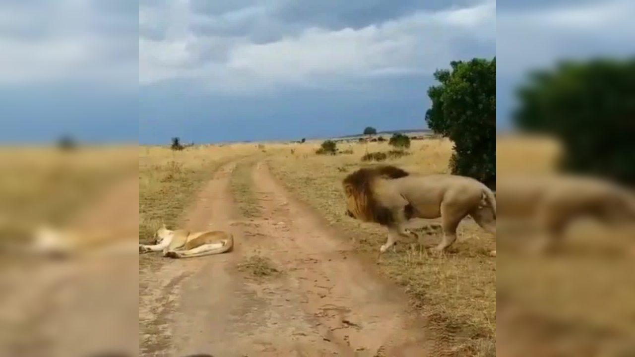 Viral Video: Lion teases sleeping lioness, immediately regrets it ...