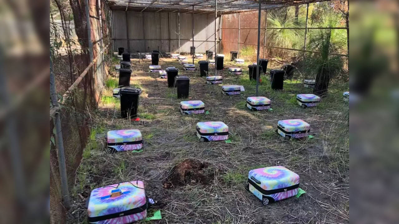 70 decomposing animal bodies placed in suitcases and wheelie bins hide in a western Australian bushland  | Picture courtesy: Twitter/@MurdochUni and Paola Magni