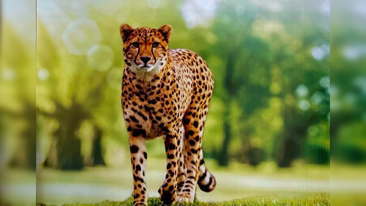 cheetah