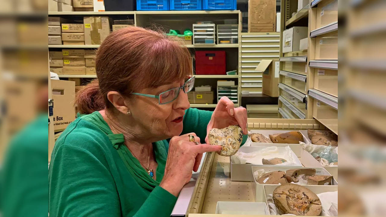 Professor Kate Trinajstic examines the 380-million-year-old fossilised heart of an ancient jawed fish | Picture courtesy: Curtin University