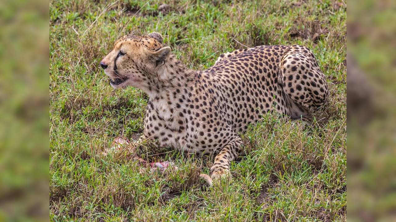 Eight Cheetahs are arriving in India from Namibia and will be released into the Kuno National Park in Madhya Pradesh.