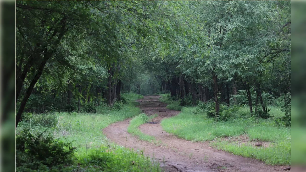 Kuno-Palpur National Park was found to be the most suitable site on account of its area, shape and vegetation. (Pic courtesy: Kuno National Park website)