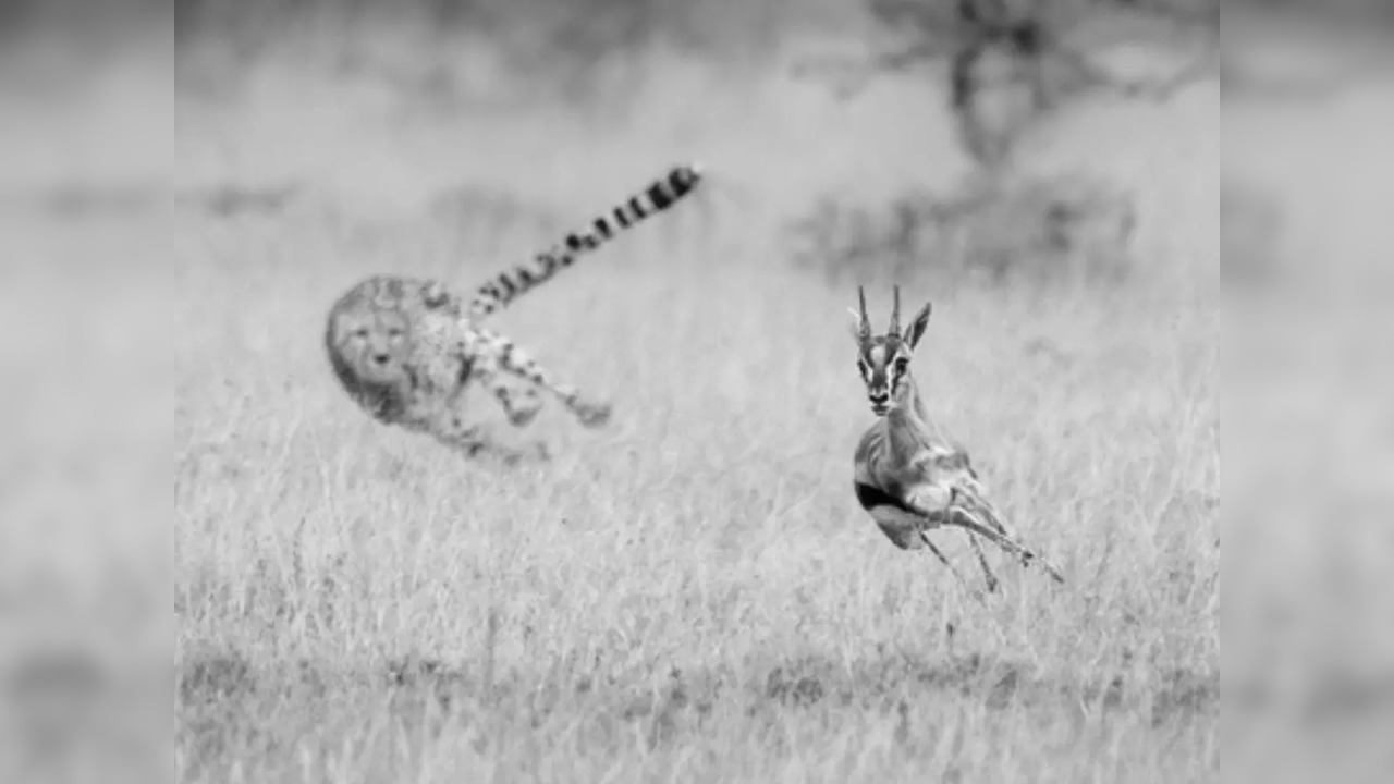 Cheetah chasing Thomson gazelle in thorns | Picture courtesy: Nicholas Dale, iStock