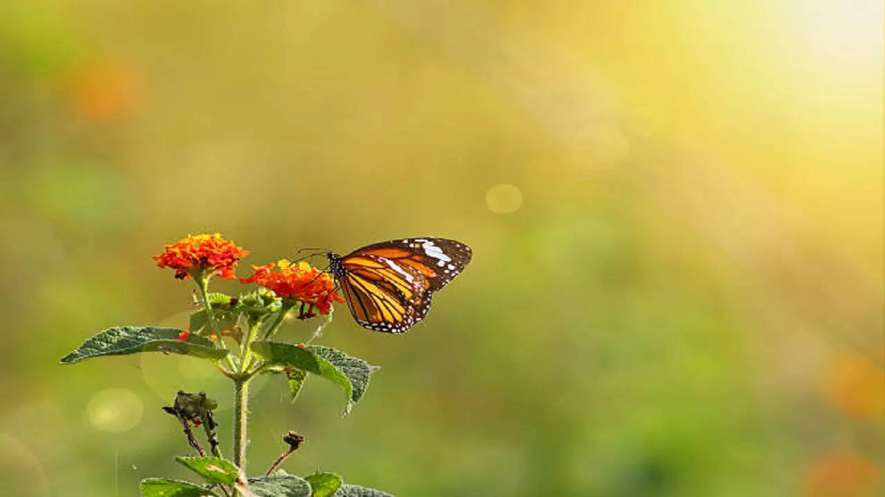 Climate change "butterfly effect" might leave the world starved
