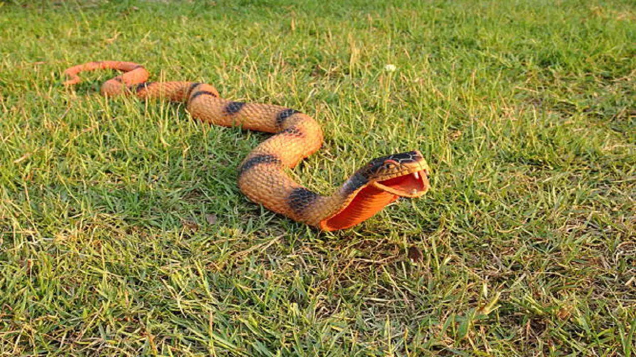 istockphoto-rubber snake