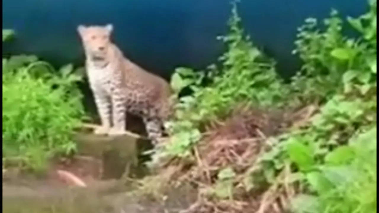 leopard video