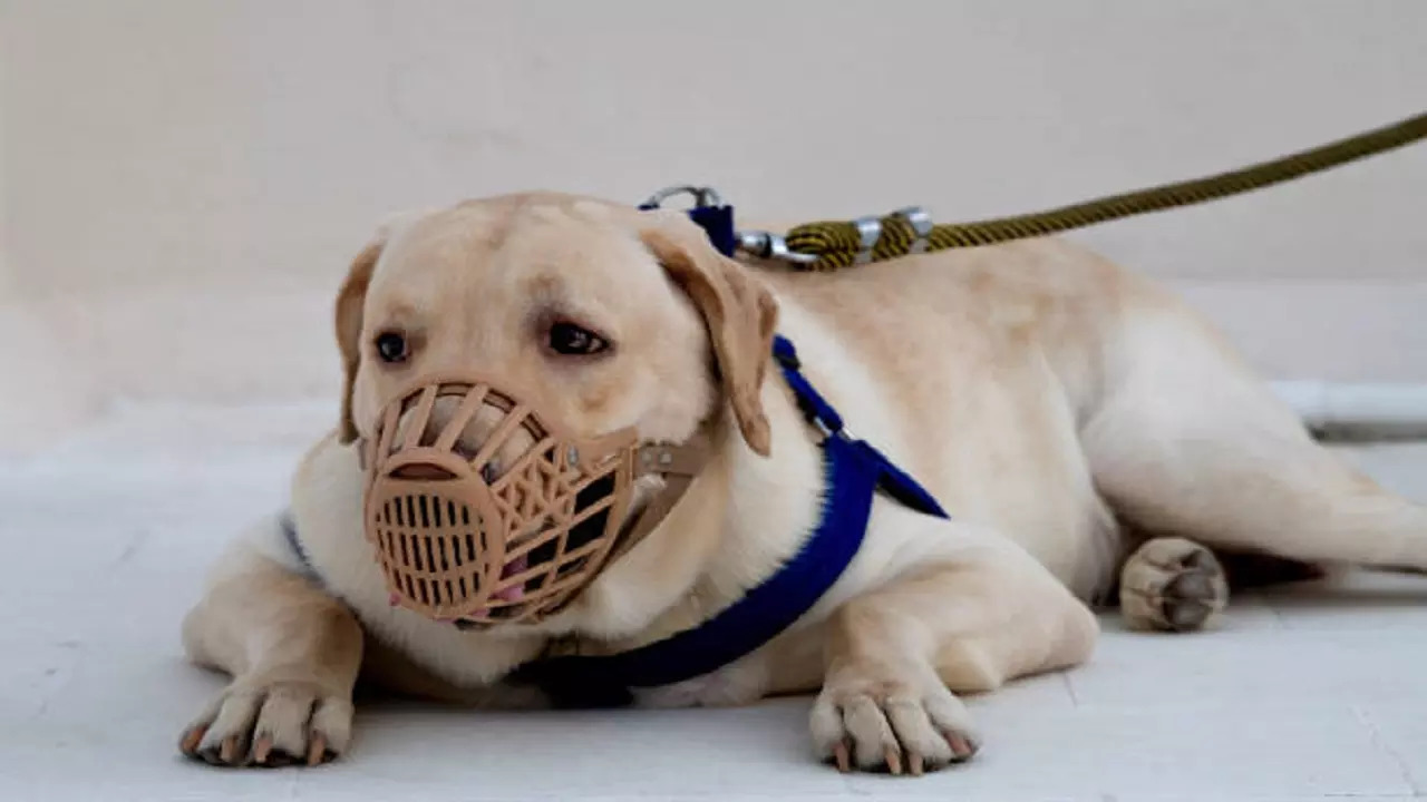 istockphoto-dog mouth guard