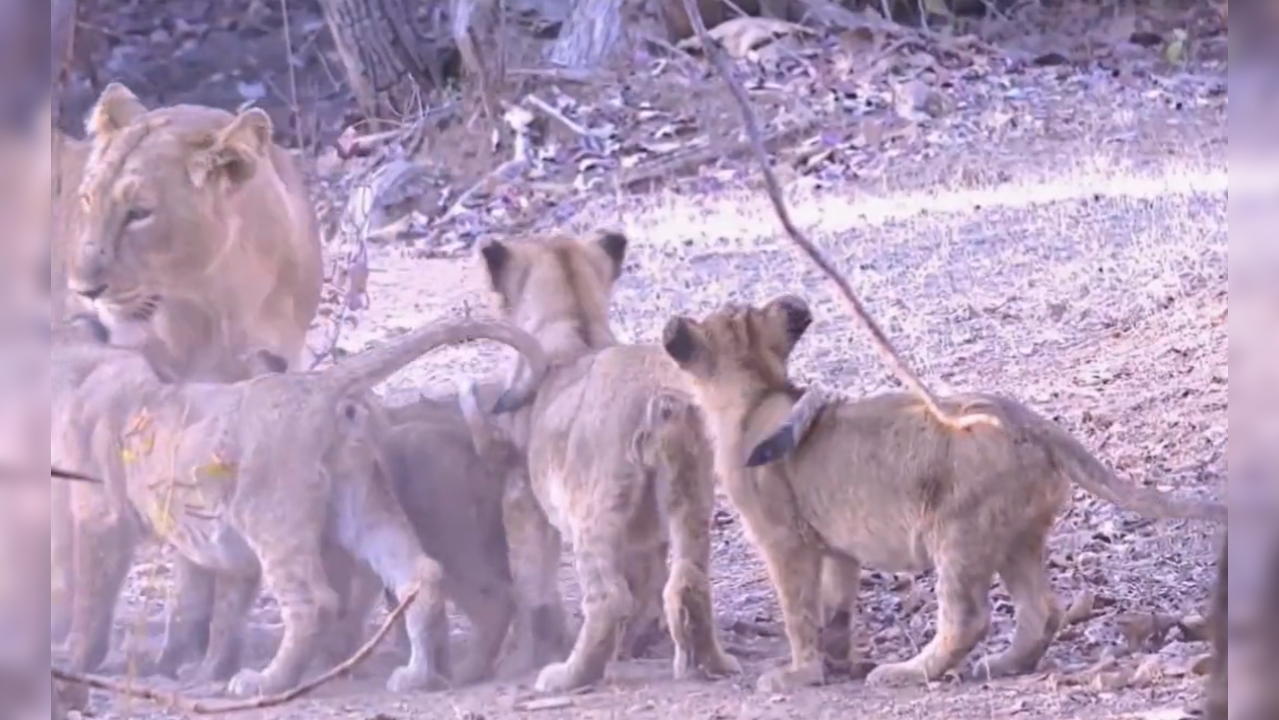 Gir National park