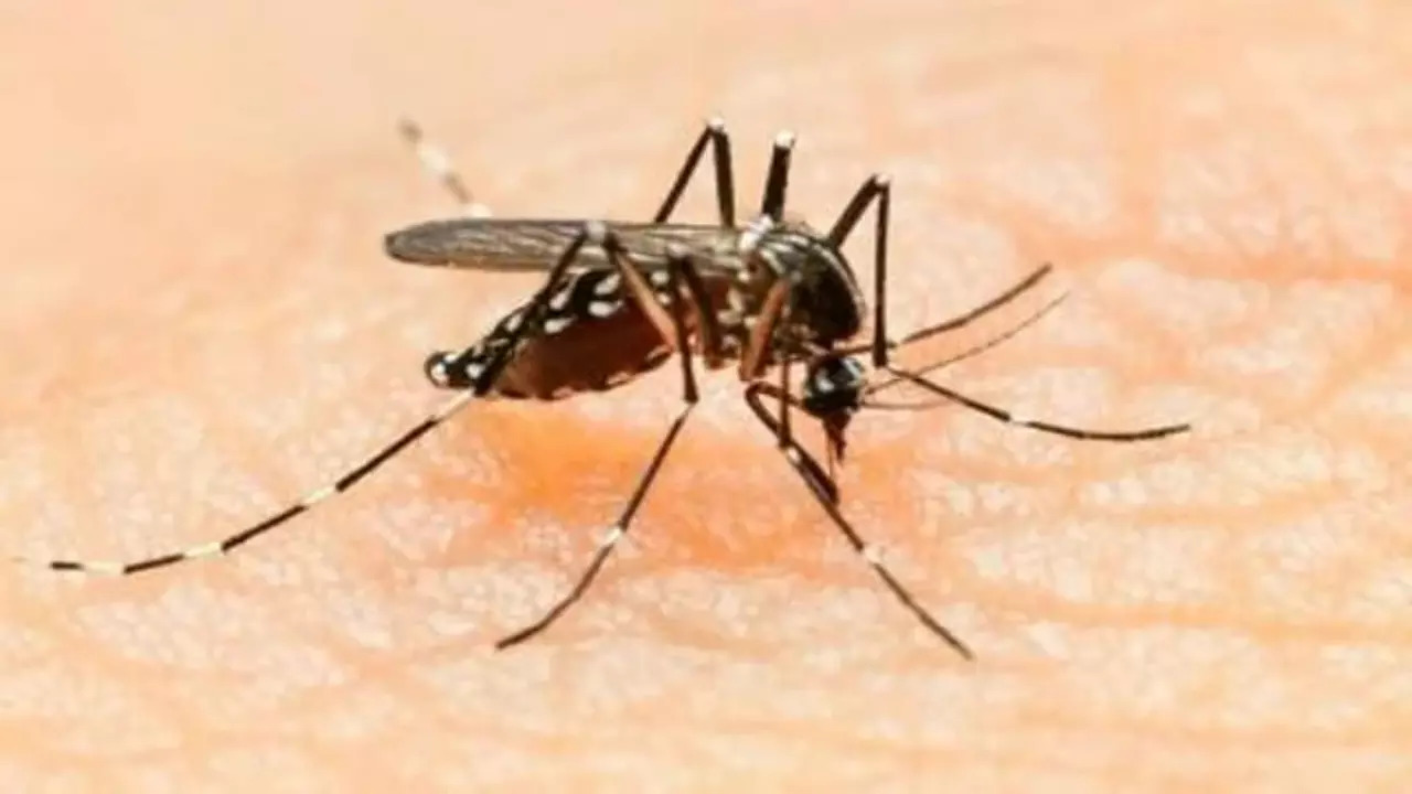 Dengue