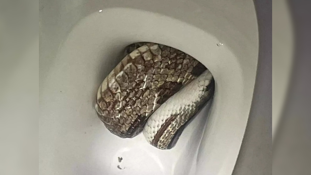 Officials removed a gray rat snake found in a family's toilet | Picture courtesy: The Eufaula Alabama Police Department