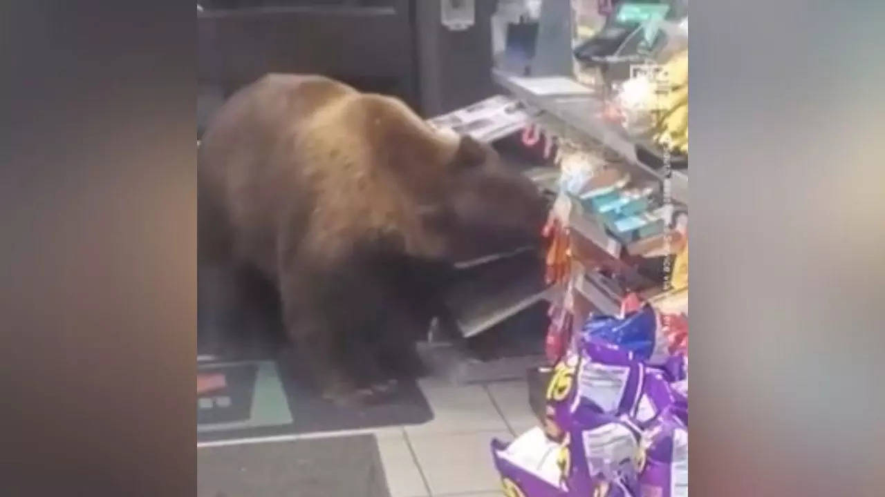 Brown bear enters a supermarket