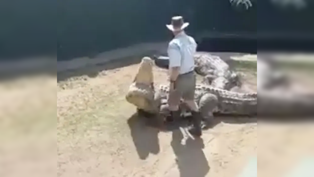 Giant crocodile named 'Hannibal' attacks handler during live show; shocking footage goes viral