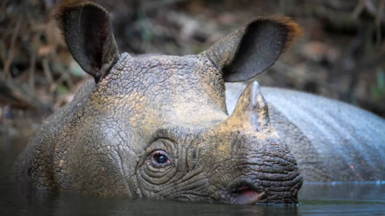 Image of a javan rhino used for representation