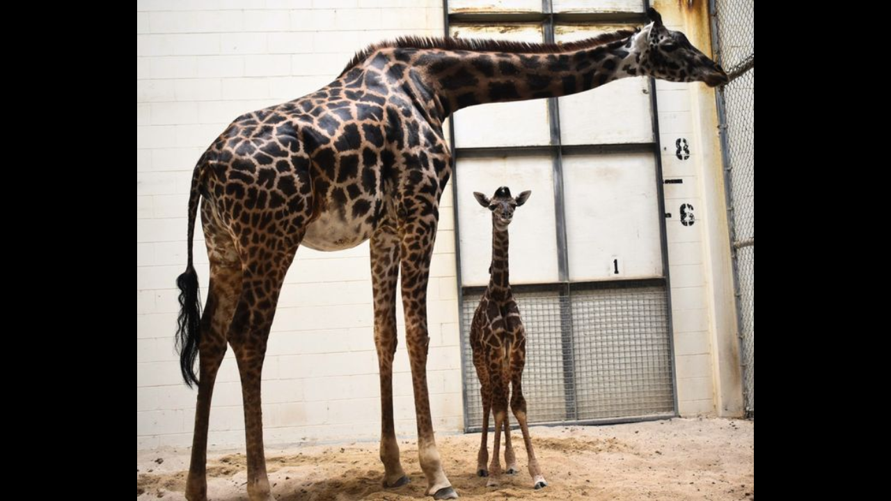 Giraffe unexpectedly gives birth in front of visitors at Virginia Zoo