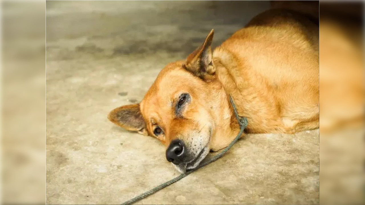 Kerala Pet dog attacks veterinary doctor during administration of anti