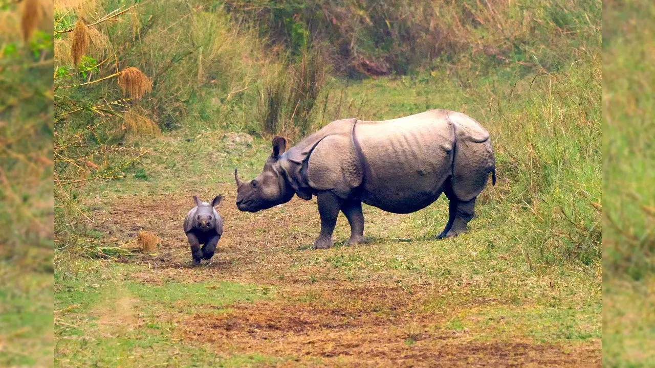 Greater One-Horned Rhino iStock